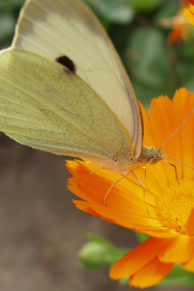 Мир бабочки