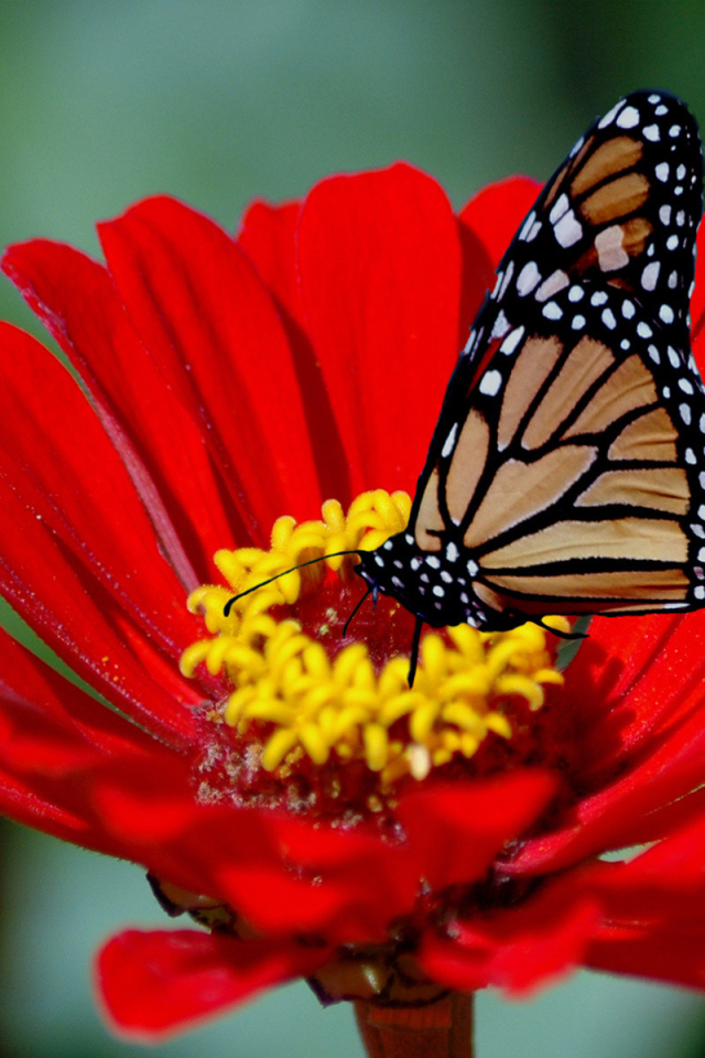 Бабочка на красном цветке