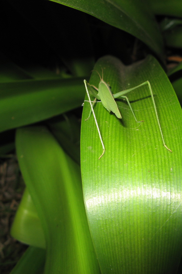 Зеленый кузнечик