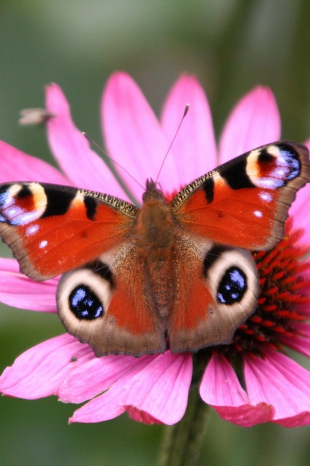 Бабочка Peacock