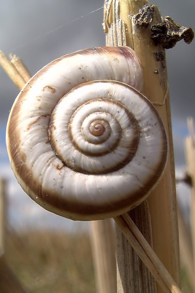 Улитка на колоске