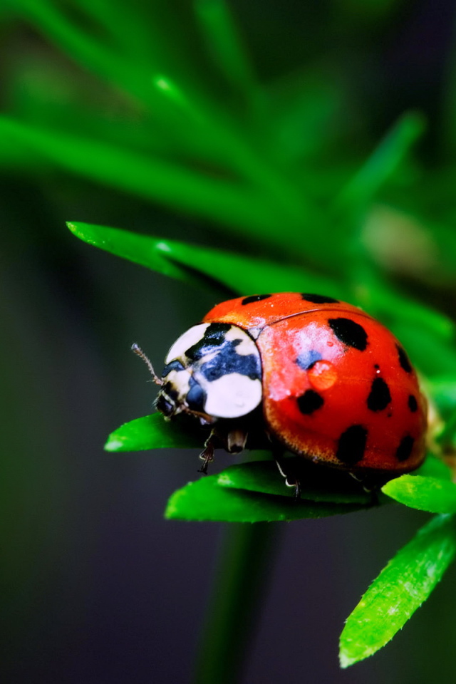 Божья коровка