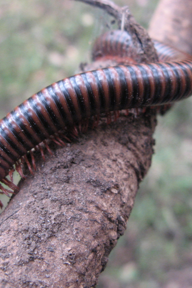 Неприятное насекомое