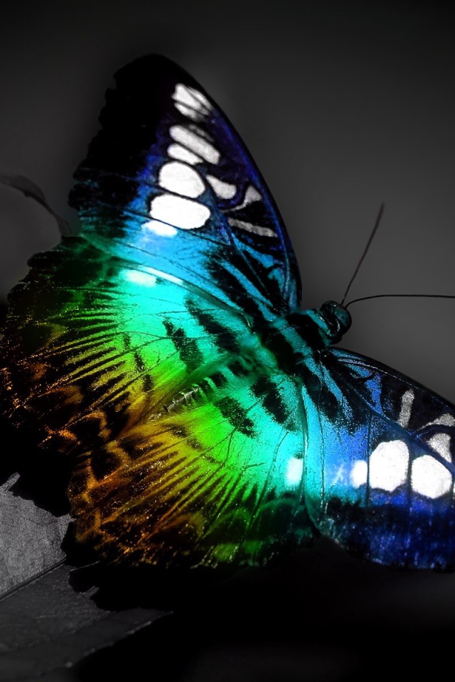 яркая Бабочка