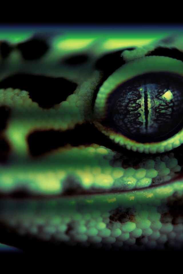 Змеиная голова