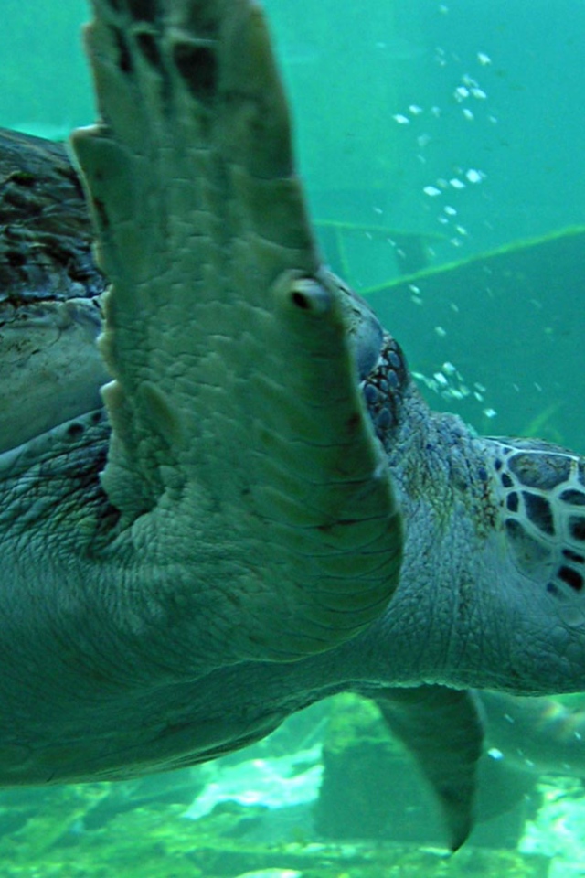 Морская черепаха