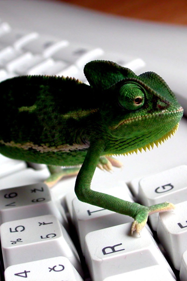 Зеленая рептилия - ящерица