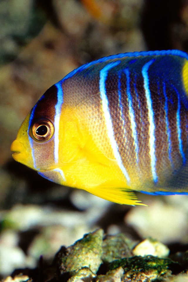 Голубая рыба ангел