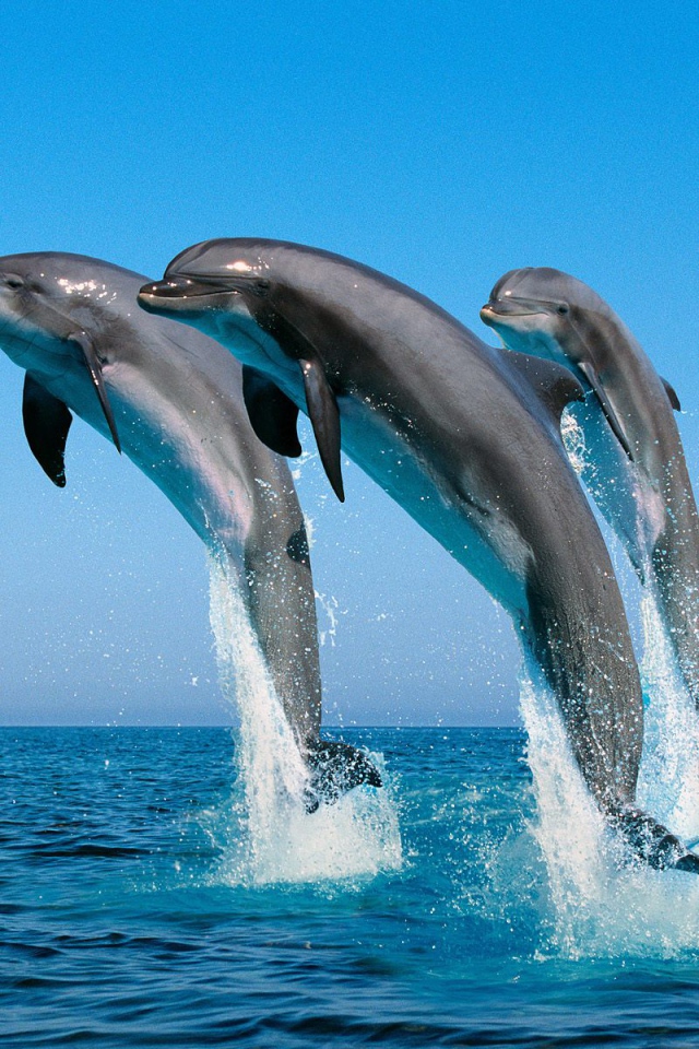 Носатые дельфины