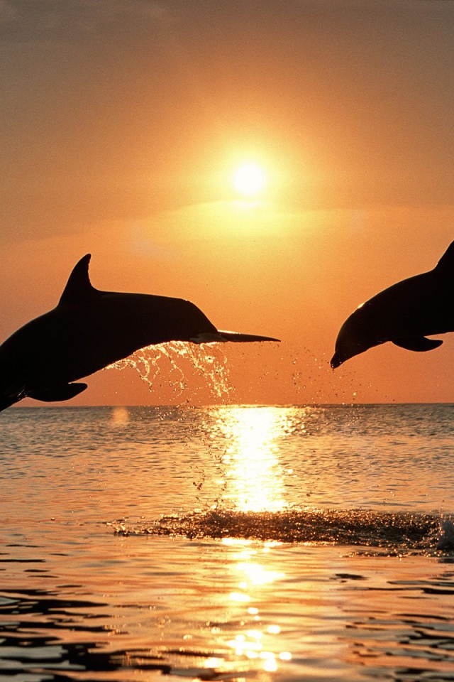 Дельфины на закате