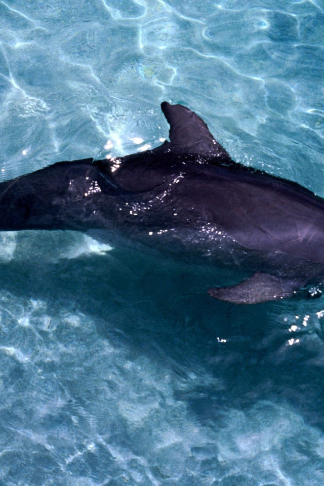 Дельфин на мели