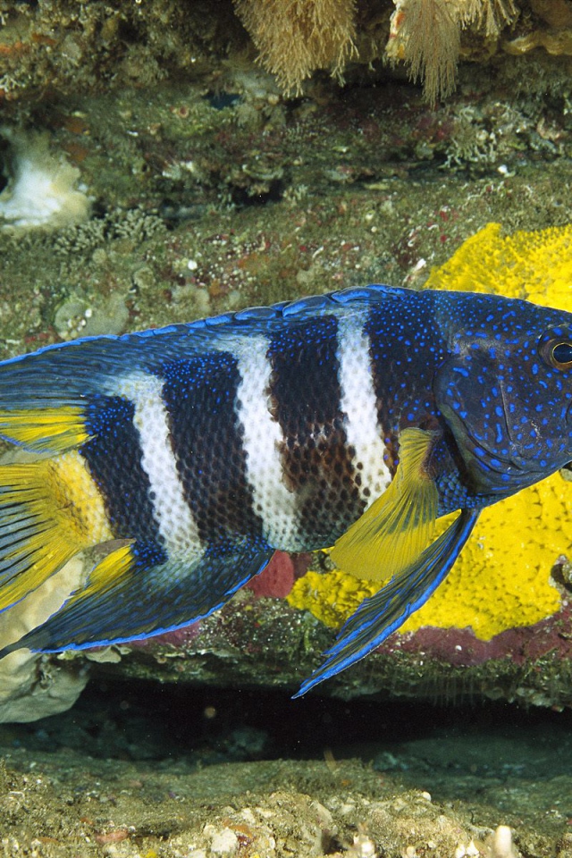 Восточный голубой дьявол