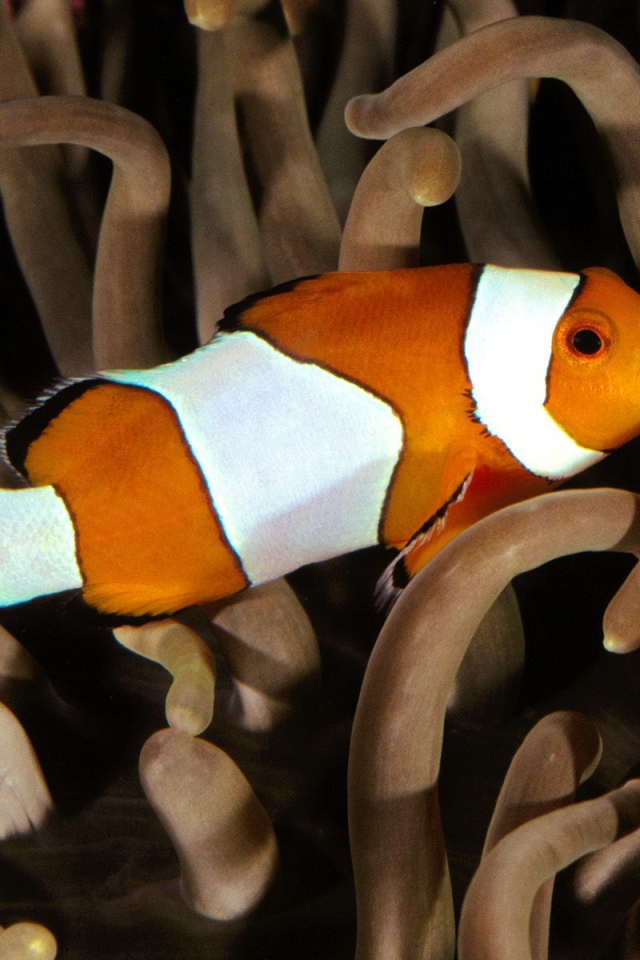 Перкула рыба клоун