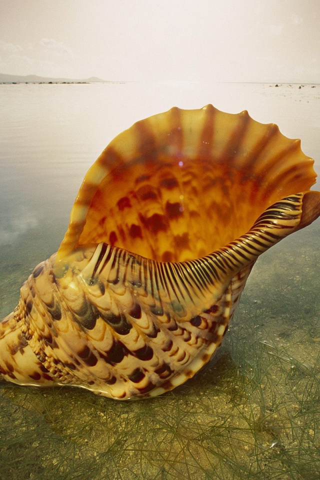 Морская раковина