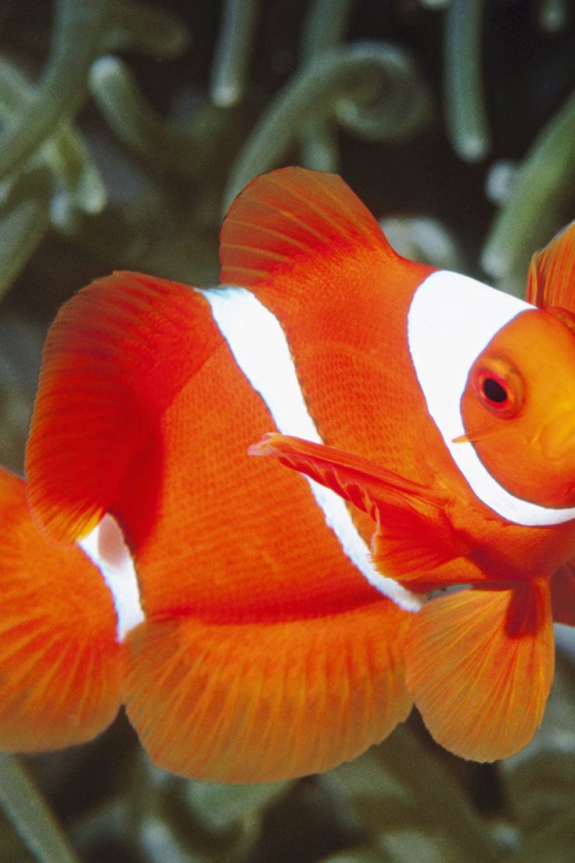 Красно белая рыбка