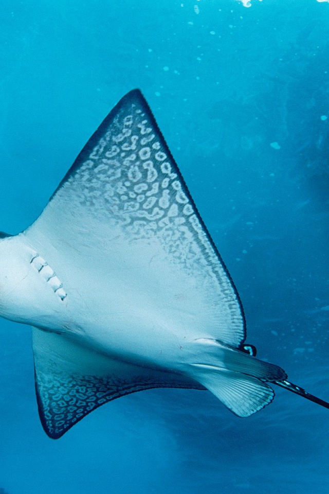 Морской скат