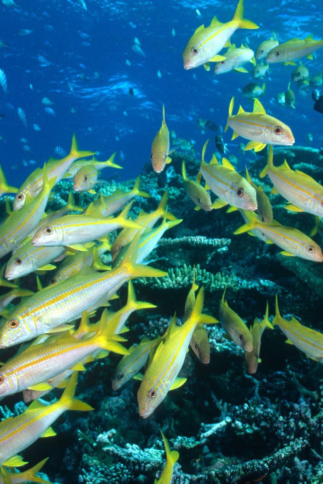 Стая желтых рыбок