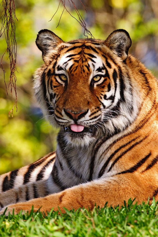 Уссурийский тигр