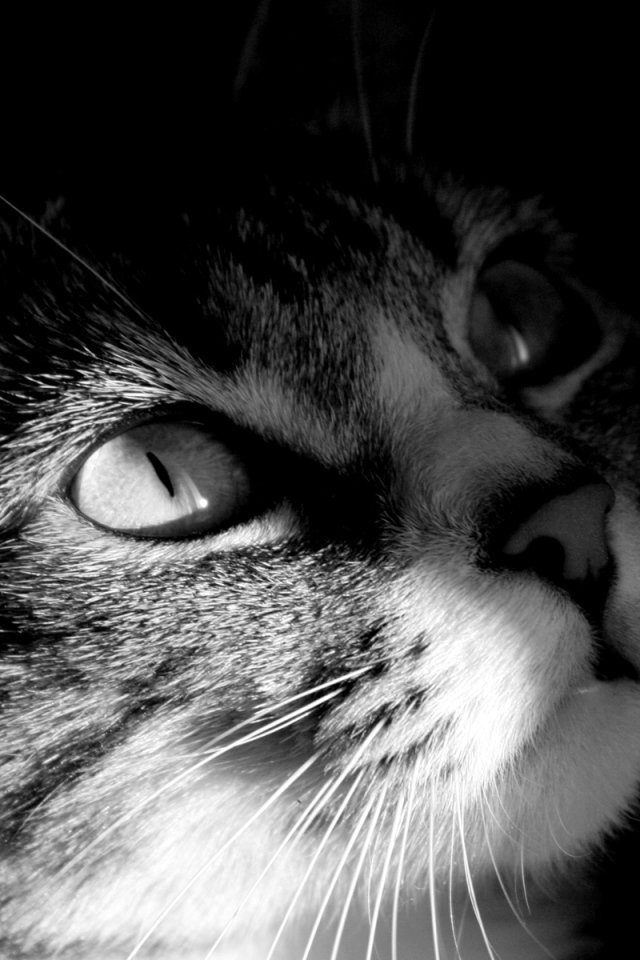 Мордочка кота