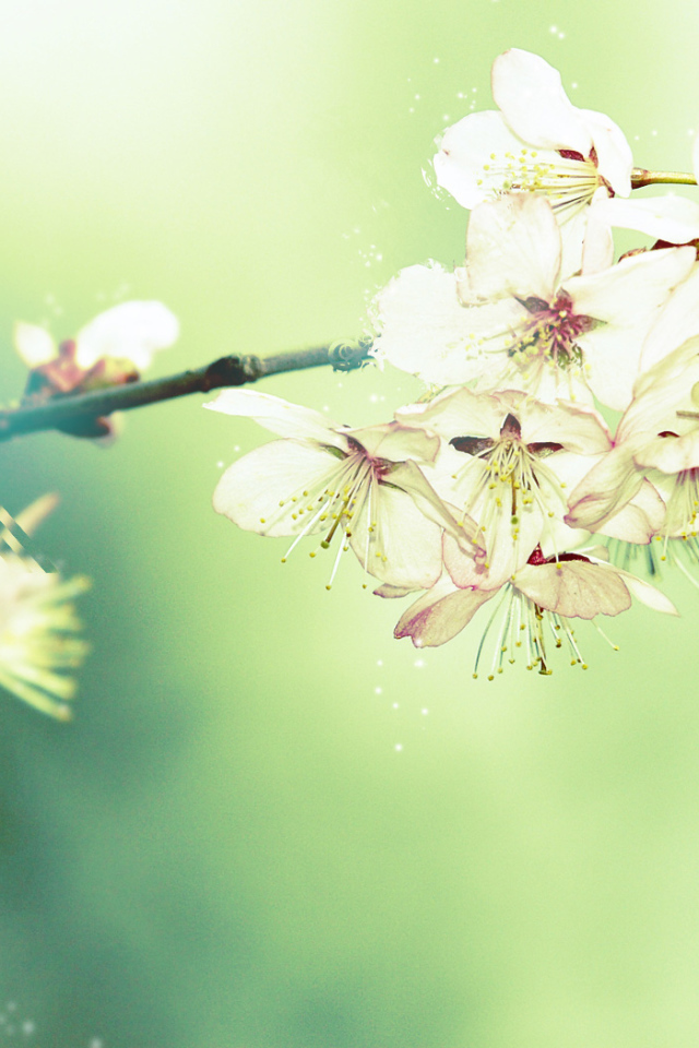 Цветущая вишня