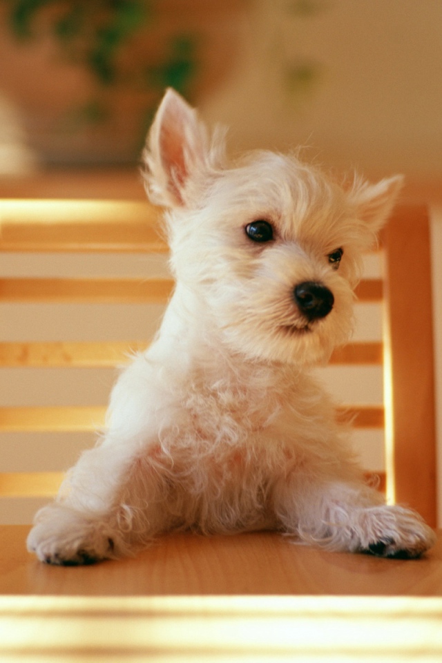 Пес за столом