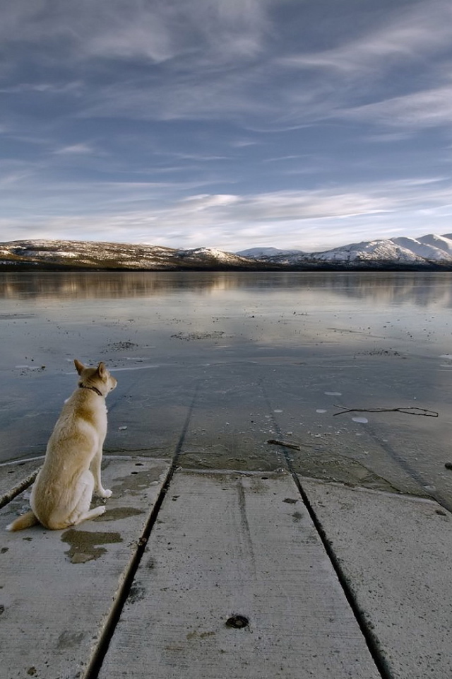 Собака на берегу реки
