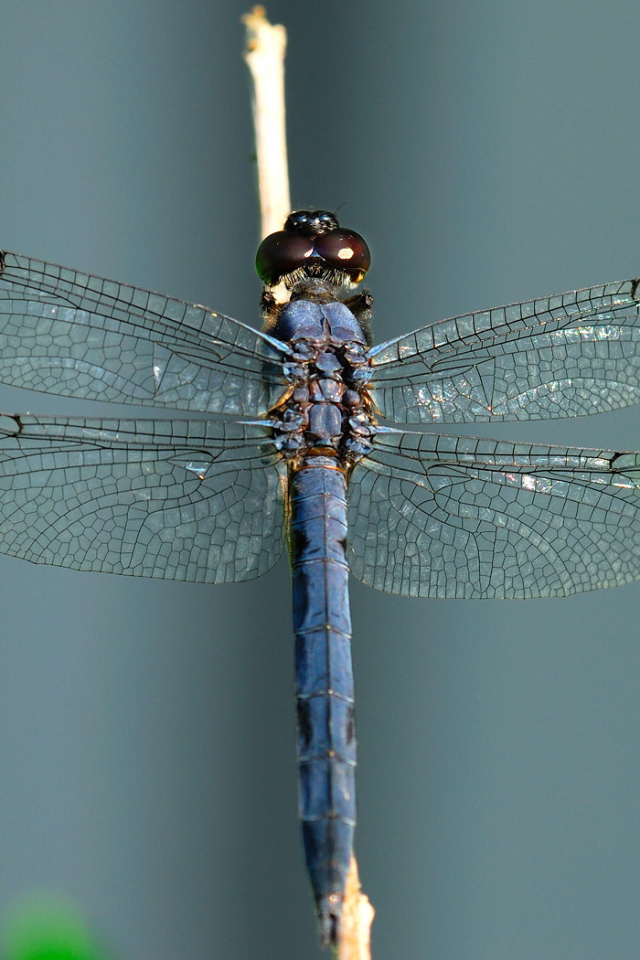 Стрекоза на травинке