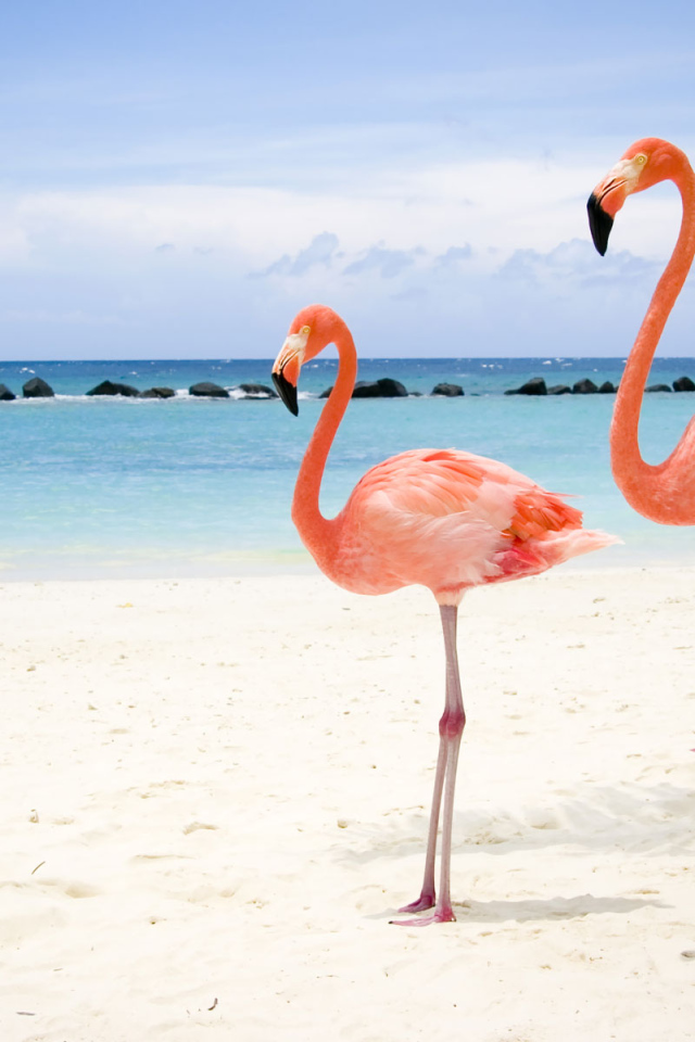Фламинго на пляже