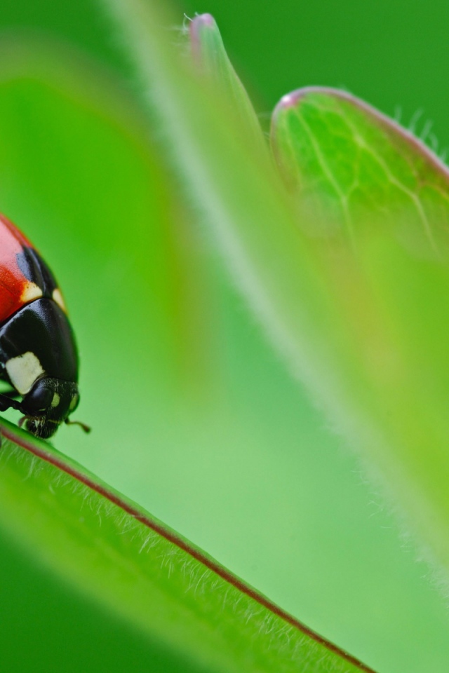 Божья коровка