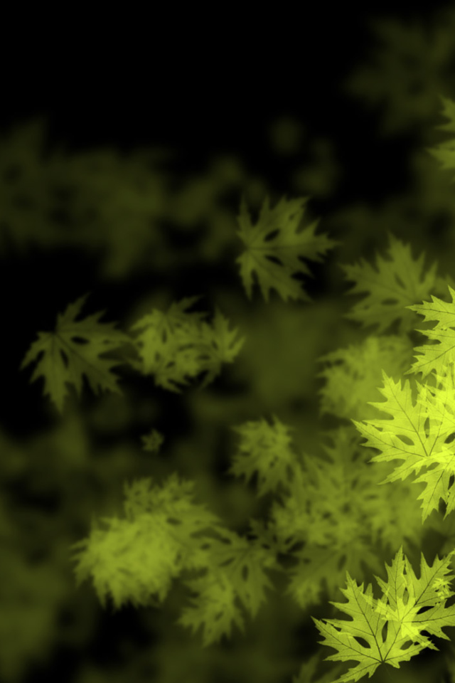 Кленовые листья