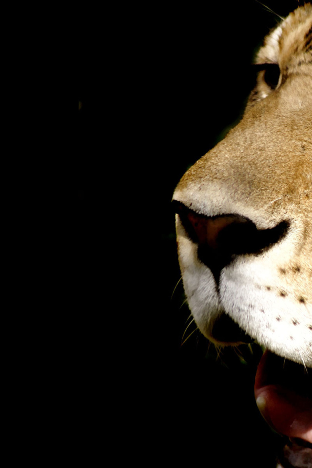 Морда леопарда