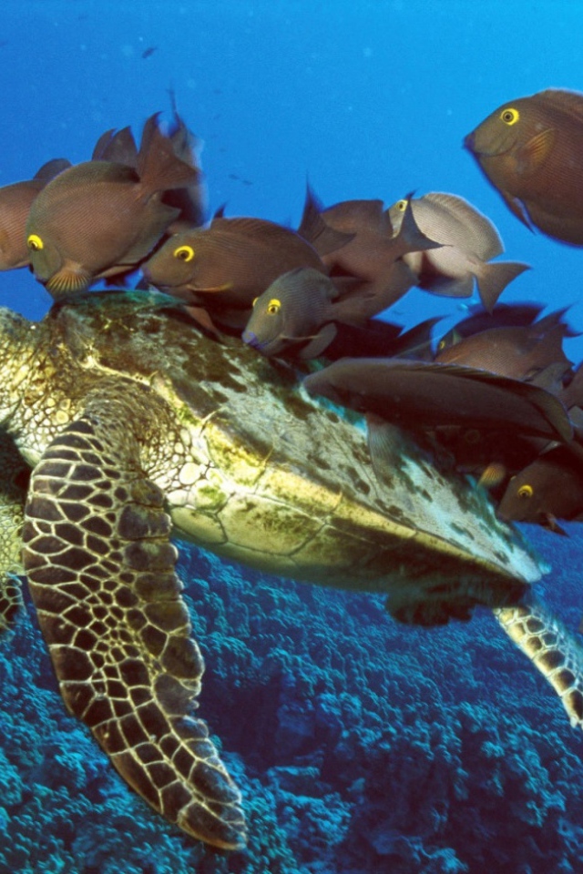 Черепаха с компанией рыб