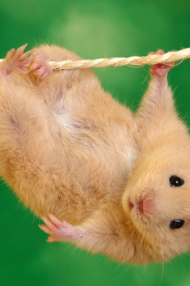 Где зависают хомяки