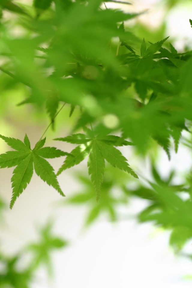 Зеленая листва