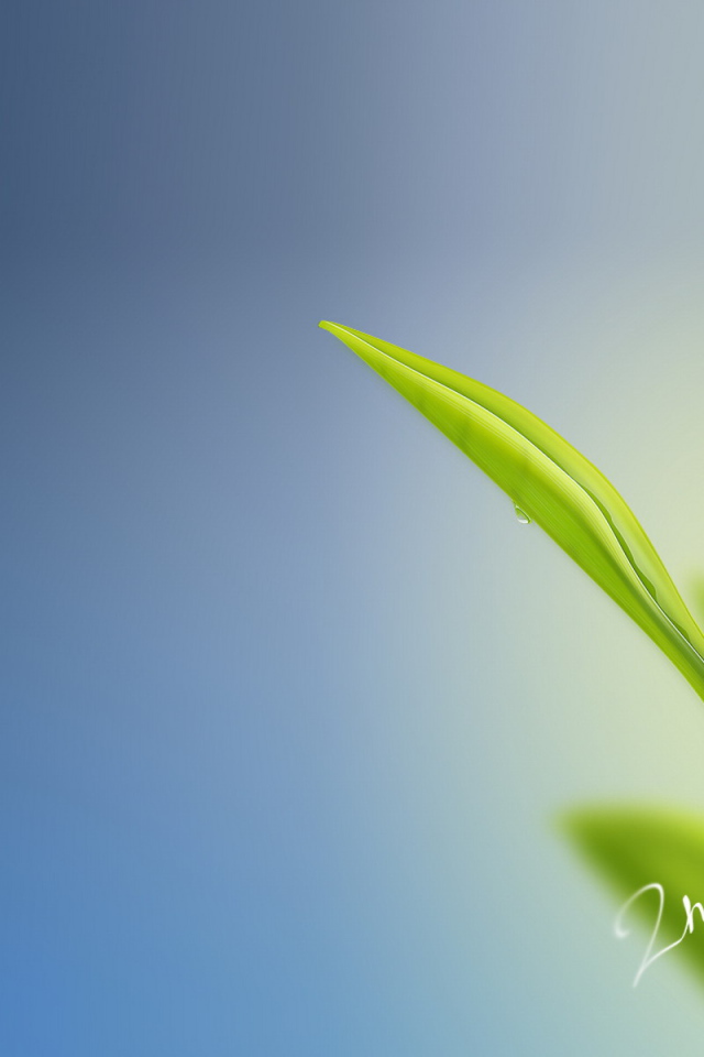 Божья коровка