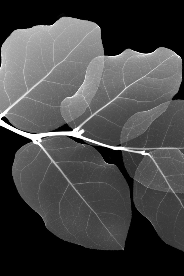 Рентген Листа