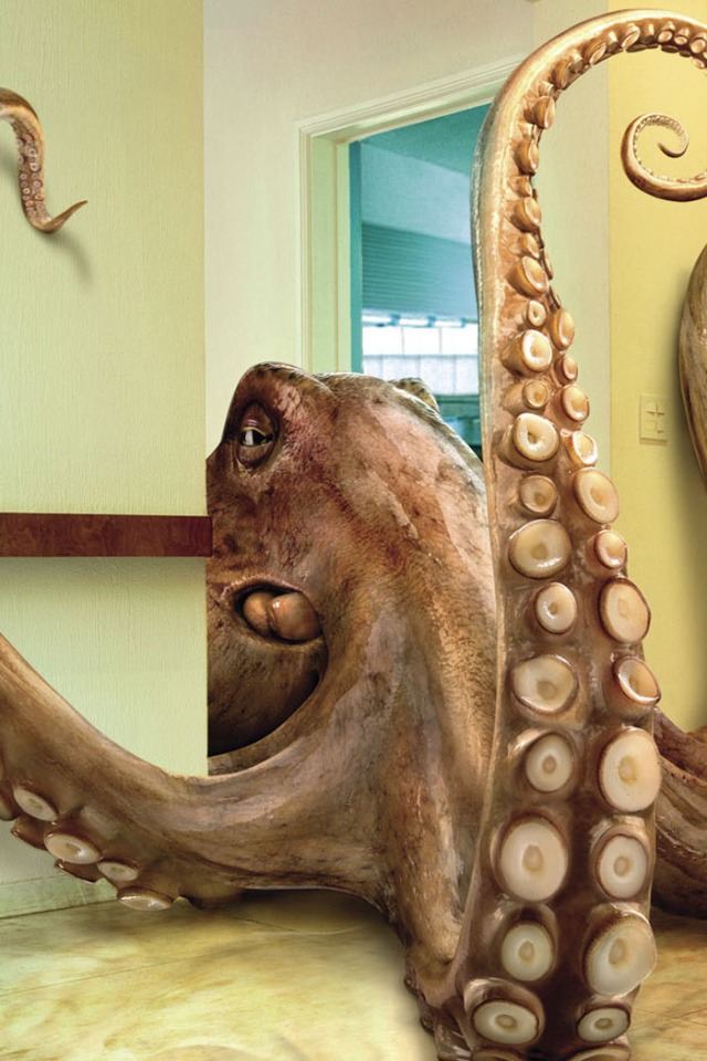 Домашний осминог