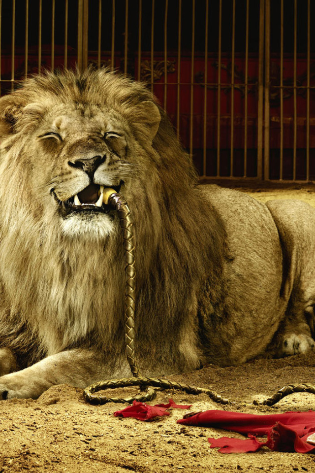 Плохой дрессировщик