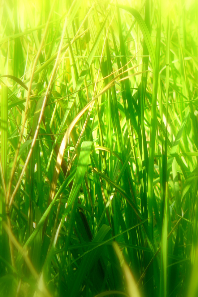 Deep grass