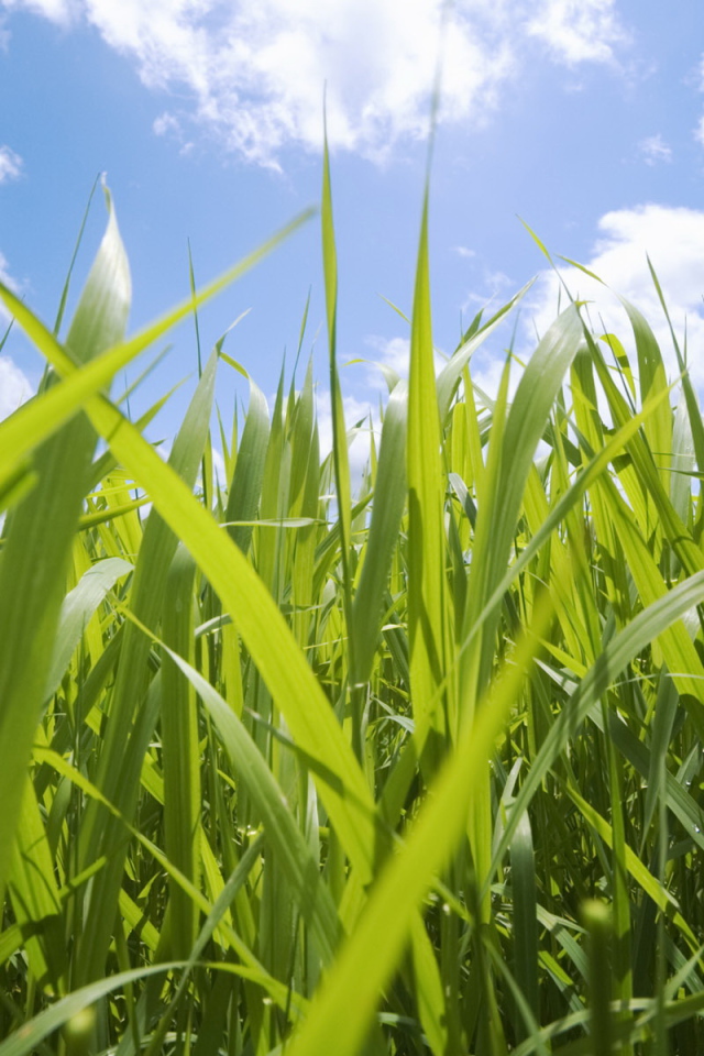 Кукурузные поля