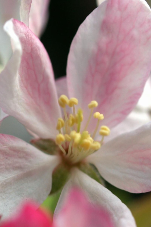 Пучок яблока