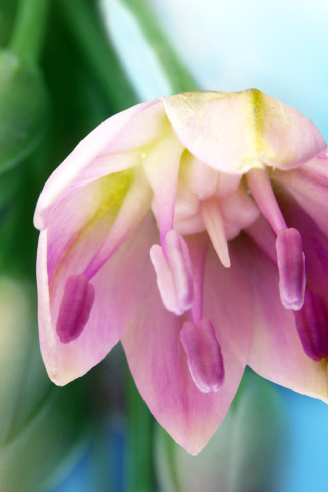 Искусство, Цветы