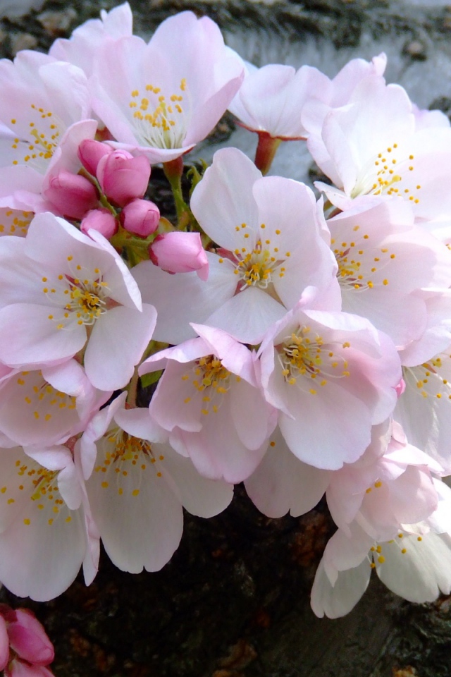 Цветущий букет