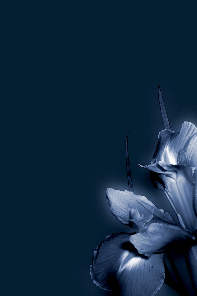 Синие цветок