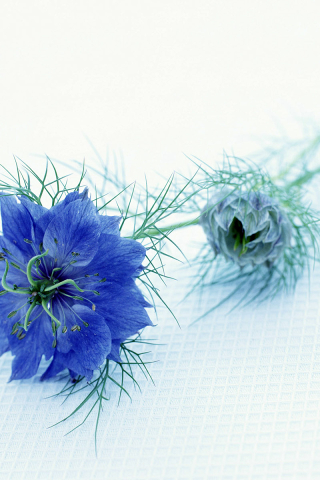 Синий цветок, Цветы