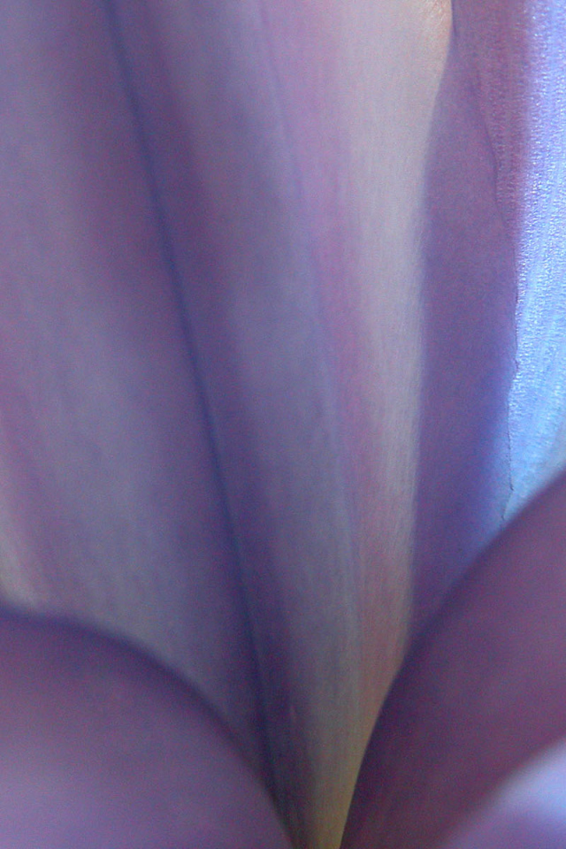 Синие цветы