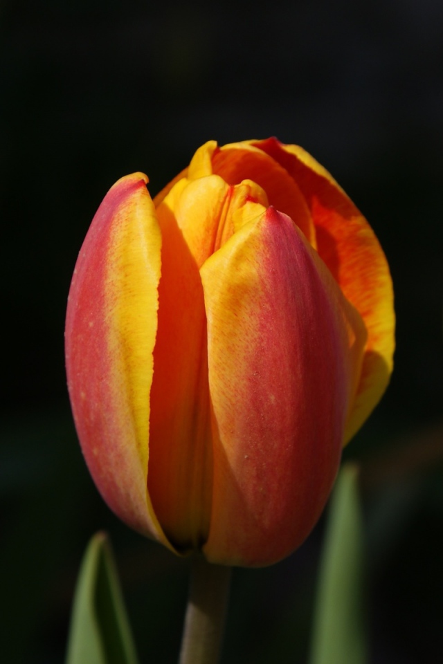 Зародыши, Цветы