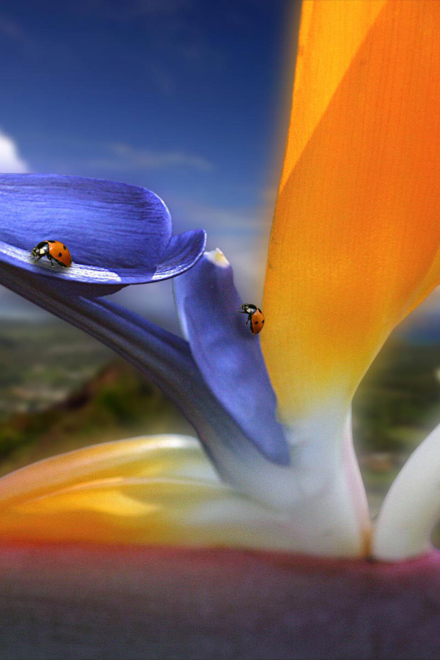 Жучки на цветах