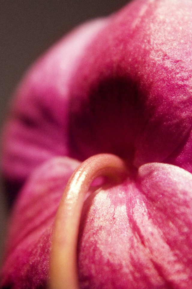 Орхидея Christines, Цветы