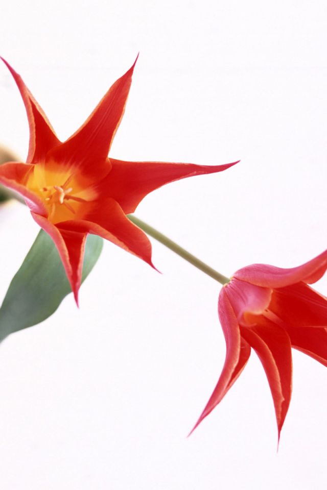 Когти, Цветы